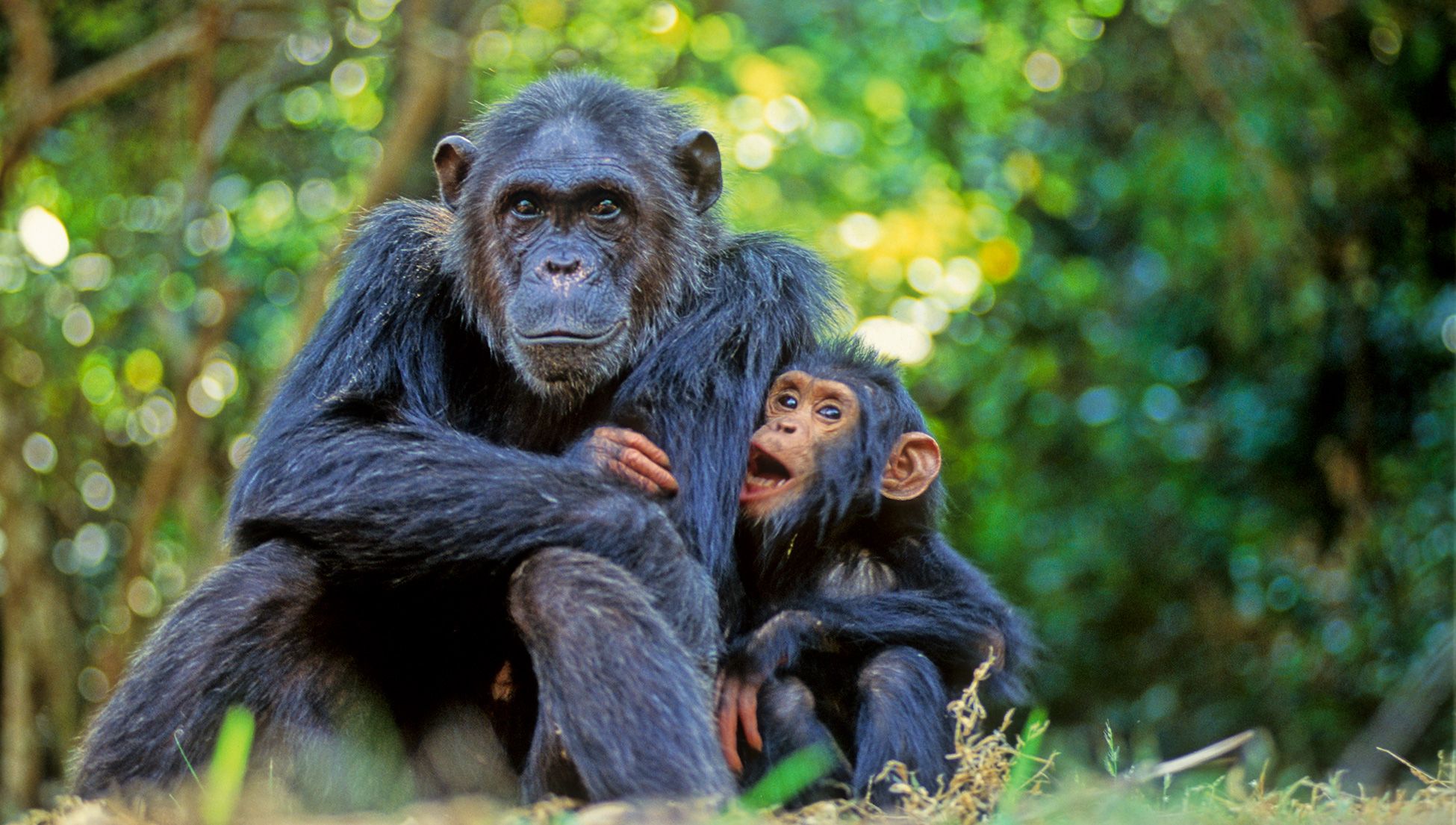 Chimpanzees correct cultural biases about how good mothers behave | Psyche